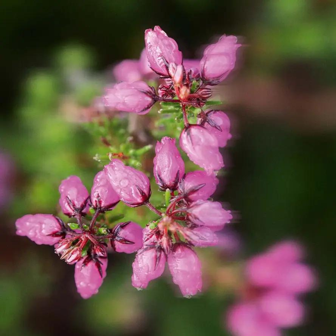 BAIN DE NATURE Meadow Flower & Heather Bath & Shower Gel 400ml