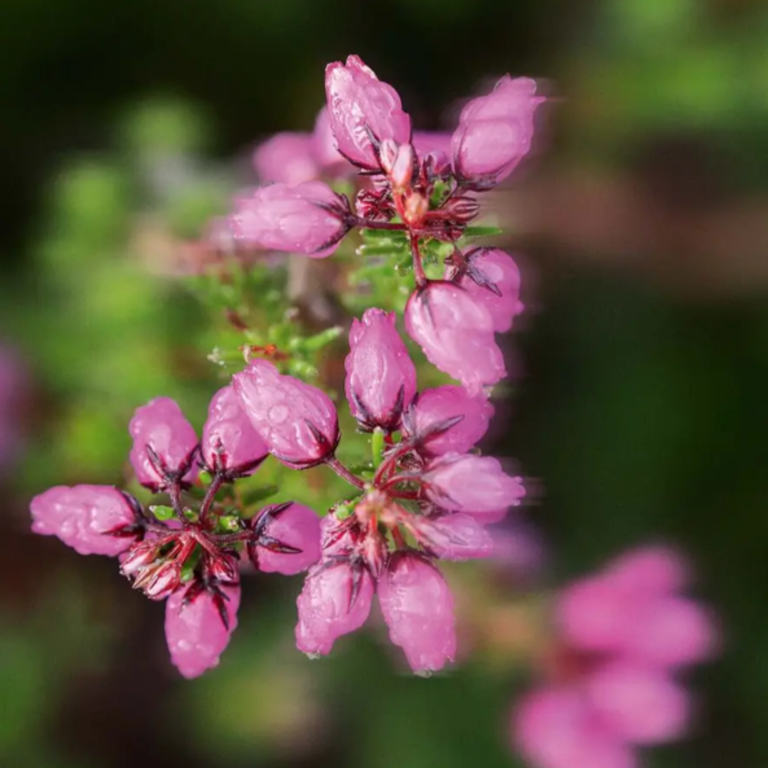 BAIN DE NATURE Meadow Flower & Heather Body Lotion 390ml