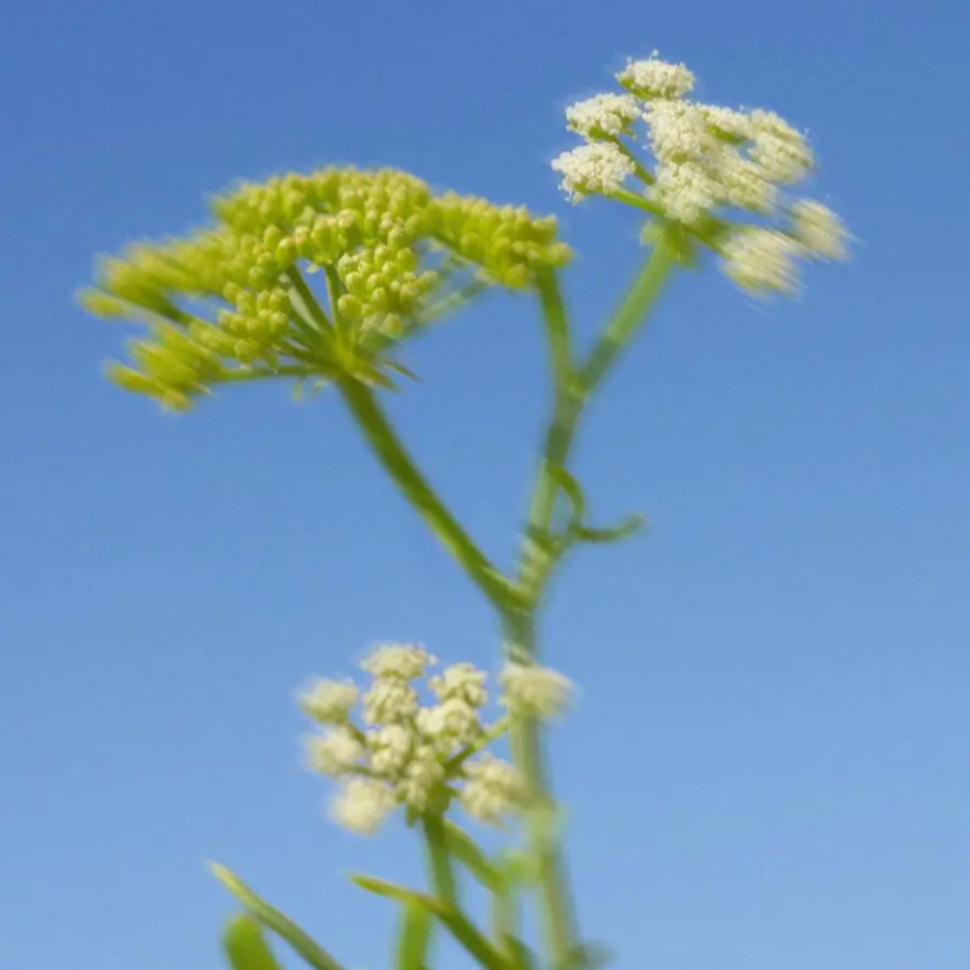 BAIN DE NATURE Wild Algae & Sea Fennel Soap 80gr